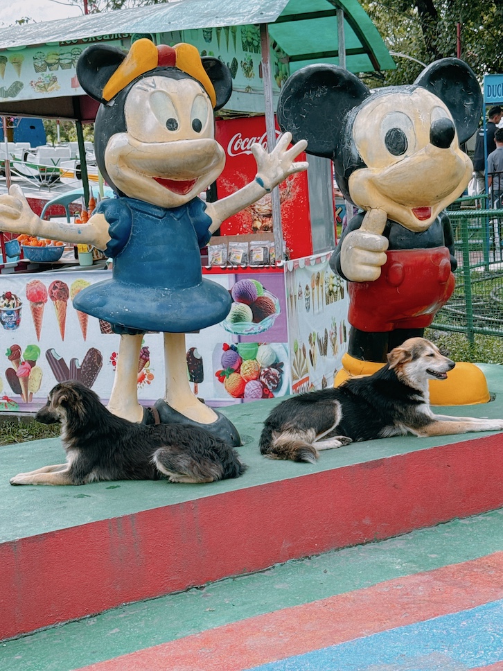 遊園地にいた野良犬