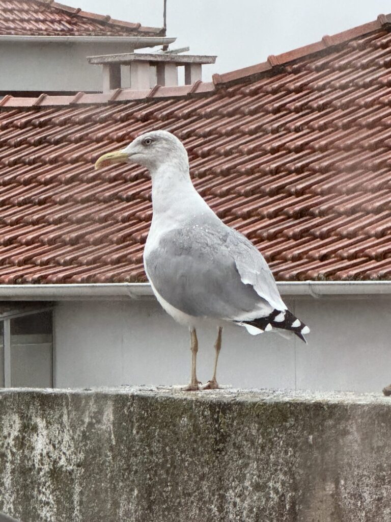 ポルトのAirbnbに来てたカモメさん